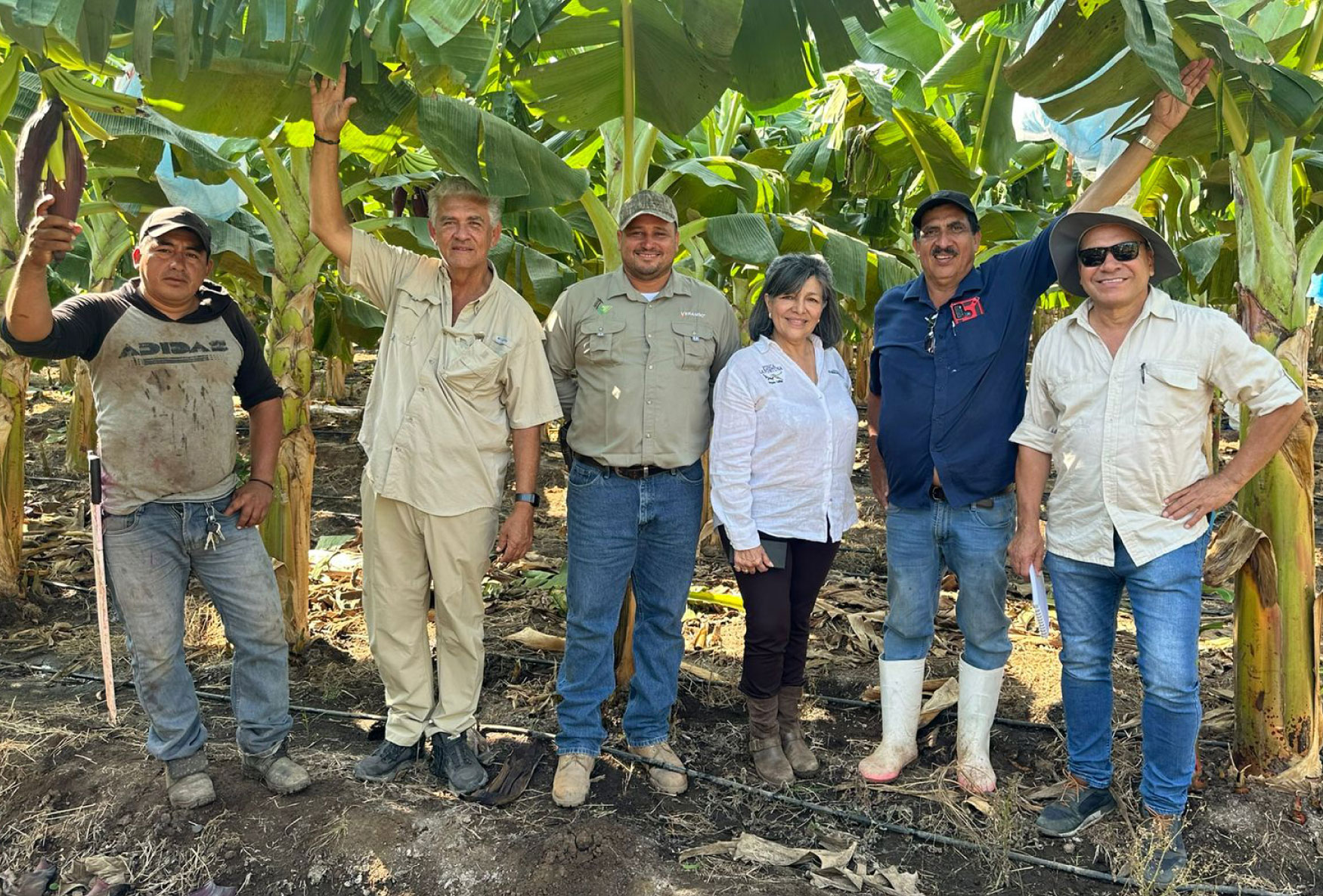 Agricultor-salvadoreno-de-AGASACARE-cultivando-cafe-organico
