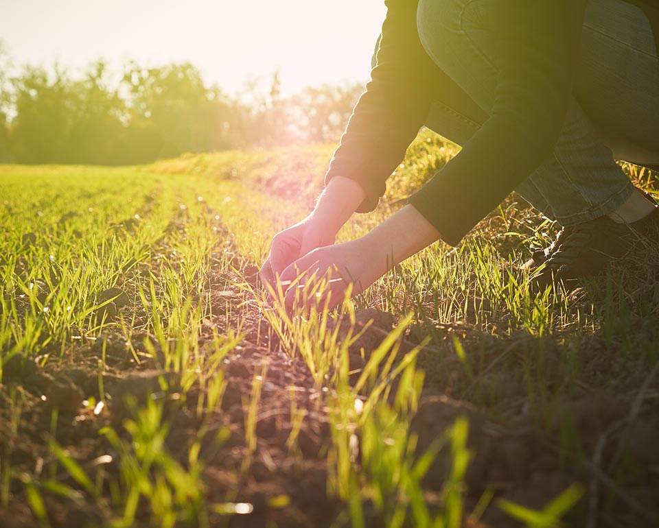 En person står på huk för att inspektera grödor på en åker, solen lyser i bakgrunden. 