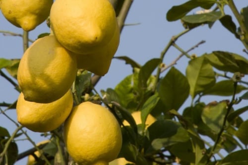lemons on tree