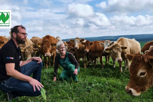 brown cows in a grass field with two people looking at them