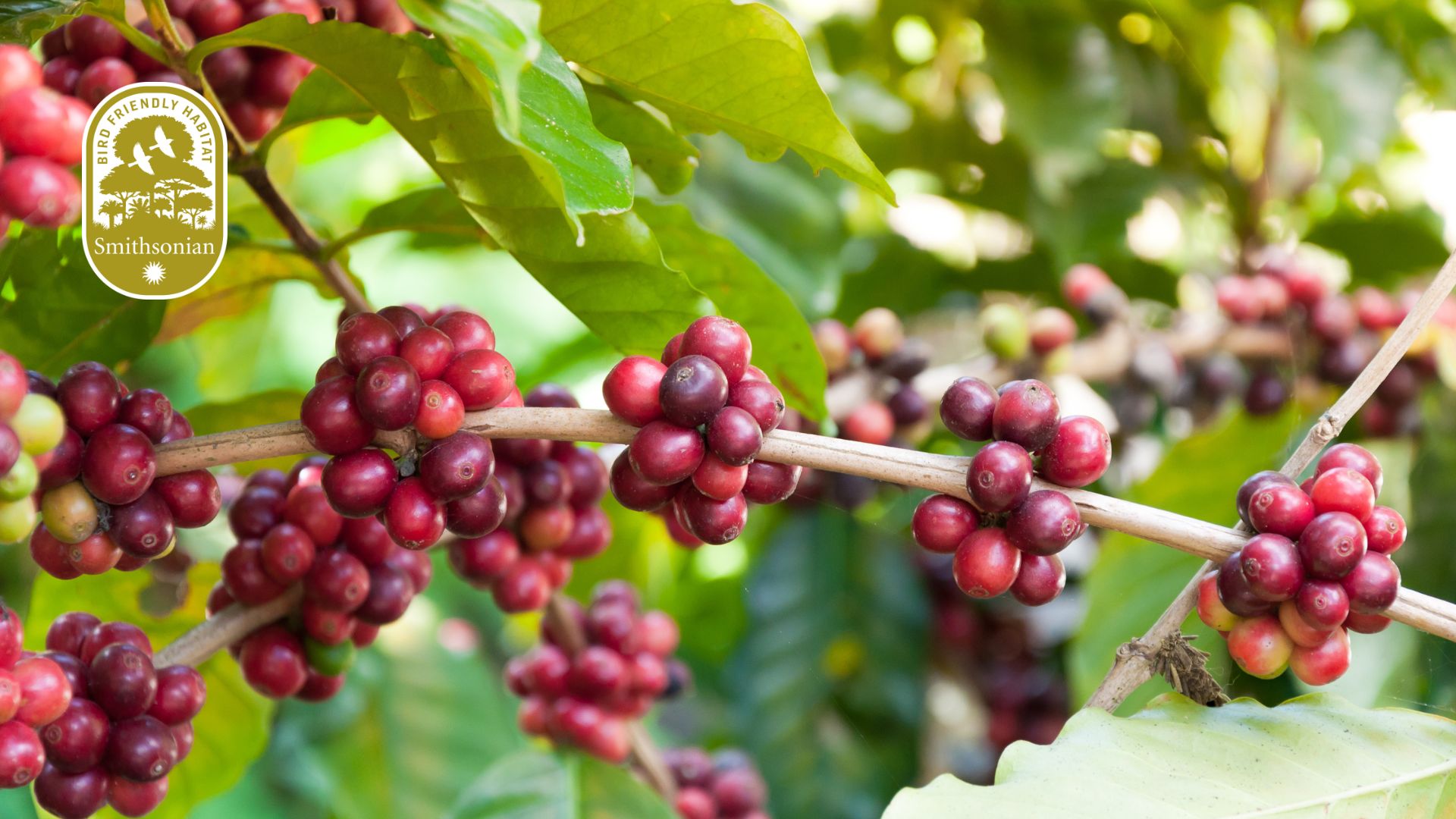 close-up of coffee beans on a tree branch