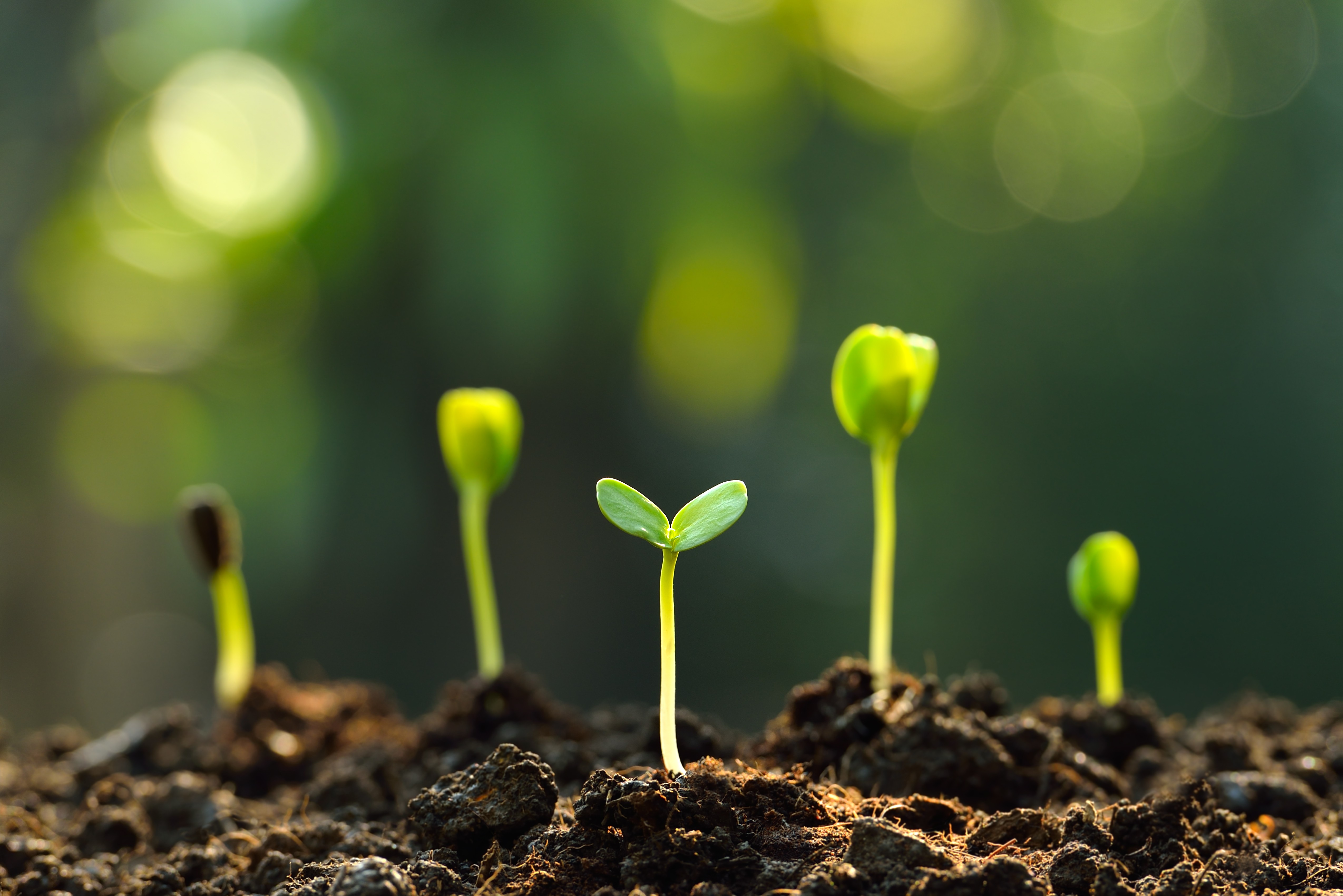 Young green seedlings sprouting in rich soil with a blurred background, symbolizing growth and nature