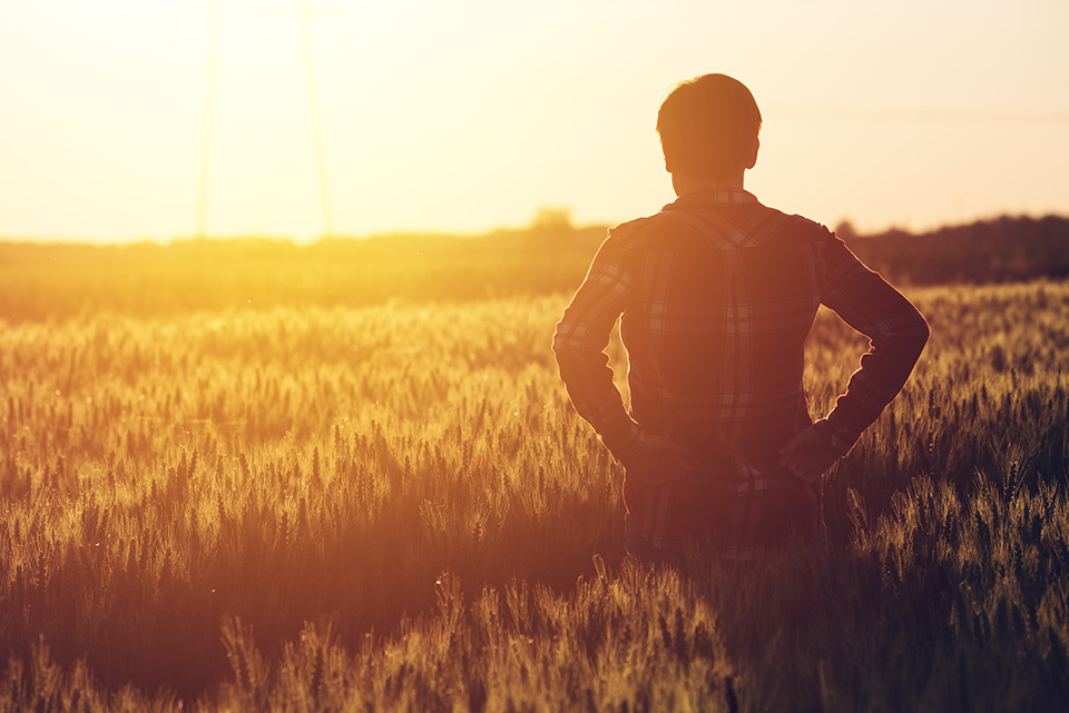 Male farmer standing in a field of organic certified wheat during sunset