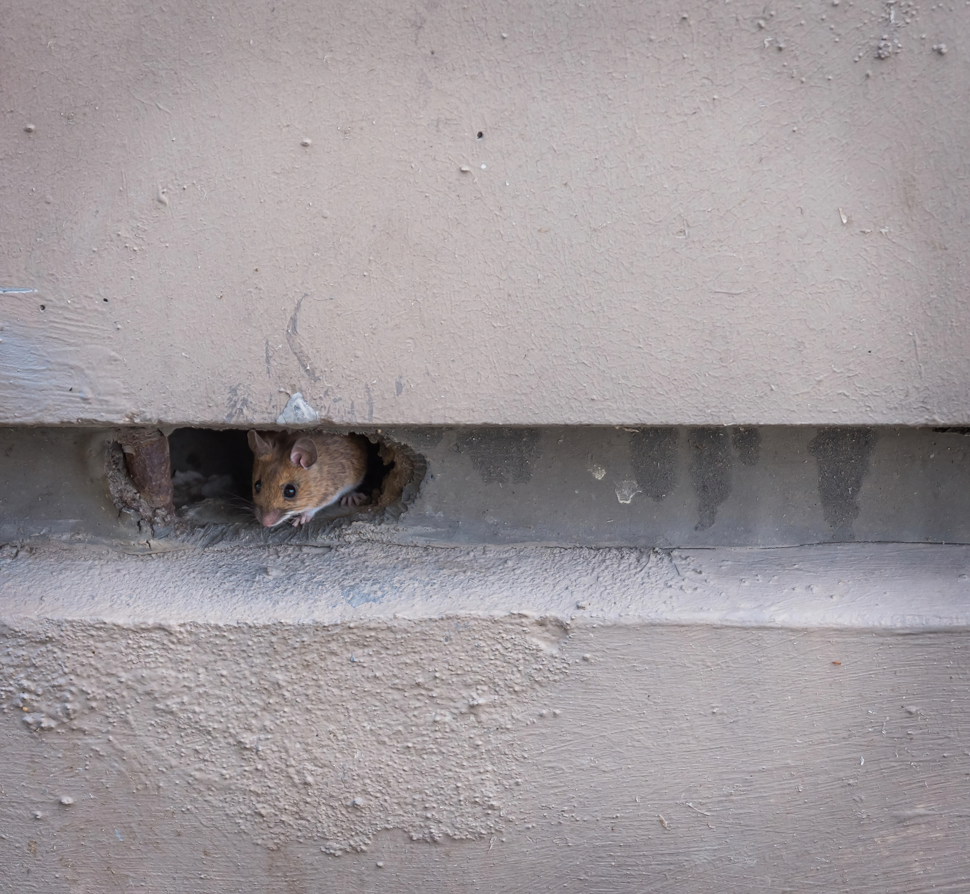 mouse tucked into concrete 