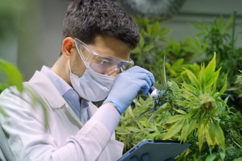 Man checking quality of cannabis plants with Kiwa certification standards.